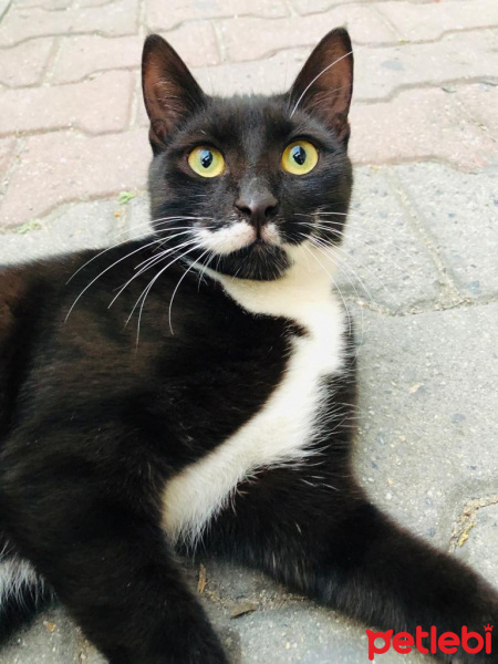 Tekir Kedi, Kedi  TOSBİİKK fotoğrafı
