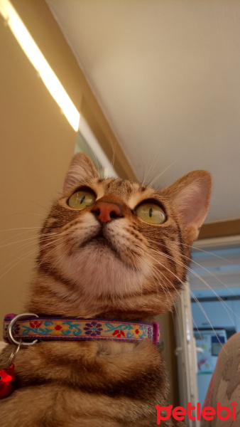 Tekir Kedi, Kedi  Çiko fotoğrafı