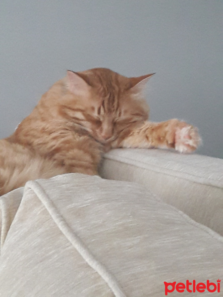 Sarman, Kedi  Susam fotoğrafı