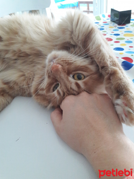 Sarman, Kedi  Susam fotoğrafı