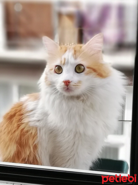 Sarman, Kedi  AŞKIM fotoğrafı