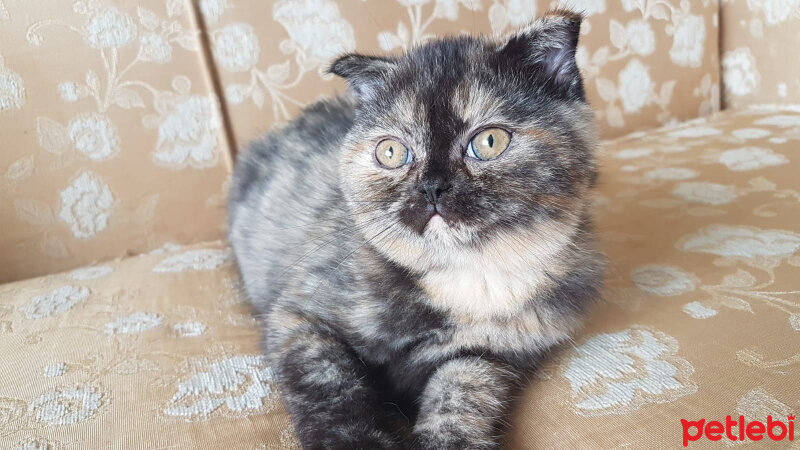 Scottish Fold, Kedi  İsya fotoğrafı