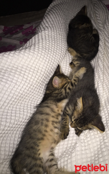 Tekir Kedi, Kedi  Tekir fotoğrafı