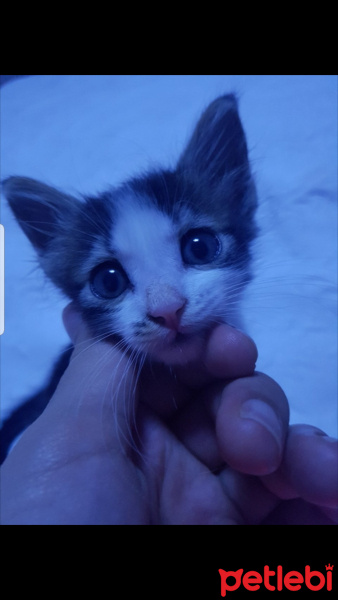 Tekir Kedi, Kedi  Mia fotoğrafı