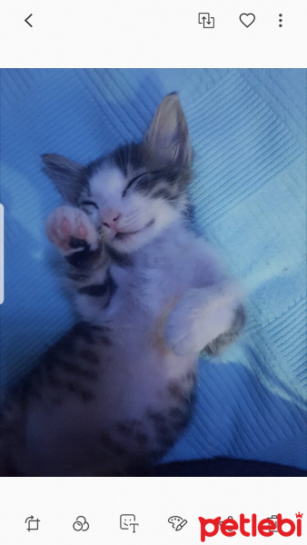 Tekir Kedi, Kedi  Mia fotoğrafı