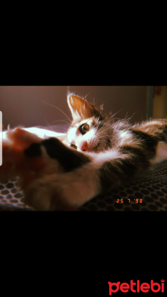 Tekir Kedi, Kedi  Mia fotoğrafı