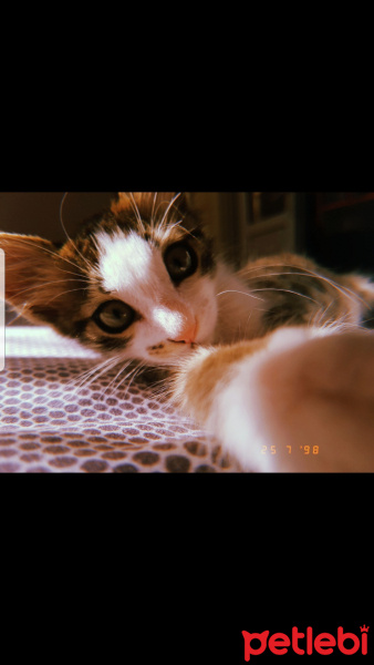 Tekir Kedi, Kedi  Mia fotoğrafı