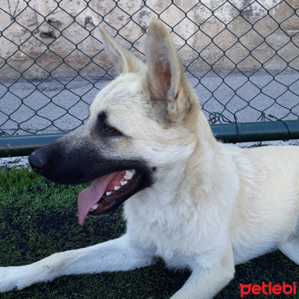 Kangal, Köpek  Cesur fotoğrafı