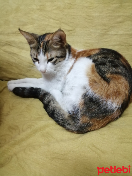 Tekir Kedi, Kedi  Bade fotoğrafı