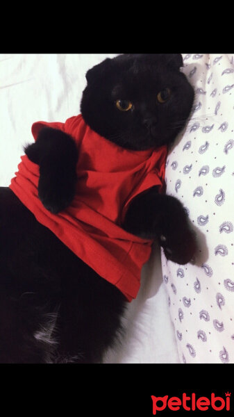 Scottish Fold, Kedi  mars fotoğrafı