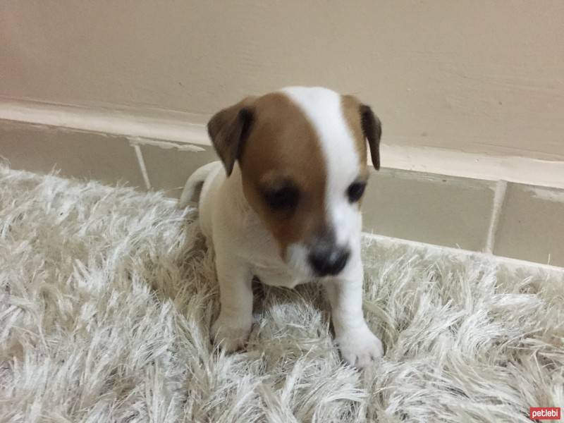 Jack Russell Terrier, Köpek  zilli fotoğrafı