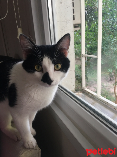 Tekir Kedi, Kedi  Şarlo fotoğrafı