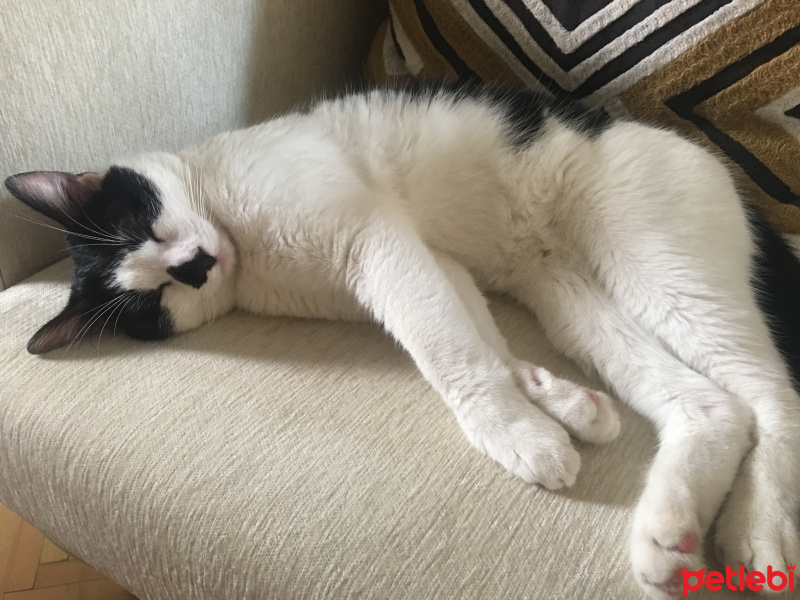Tekir Kedi, Kedi  Şarlo fotoğrafı