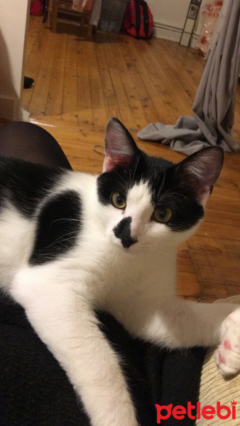 Tekir Kedi, Kedi  Şarlo fotoğrafı