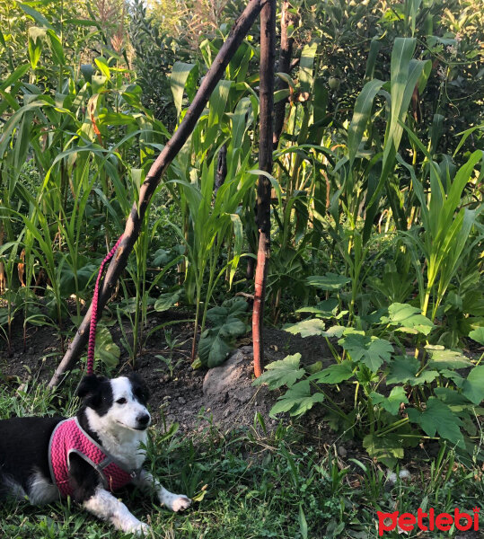 Border Collie, Köpek  Bihter fotoğrafı