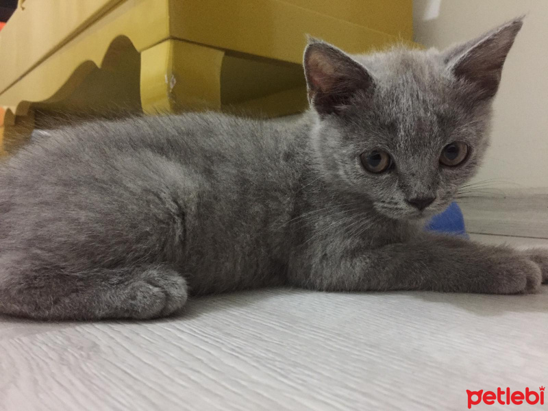 British Shorthair, Kedi  chivas fotoğrafı
