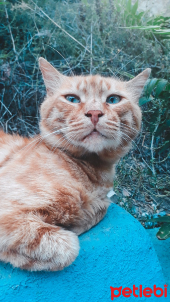Tekir Kedi, Kedi  Behlül fotoğrafı