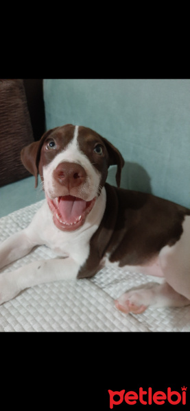 Amerikan Pitbull Terrier, Köpek  Hera fotoğrafı