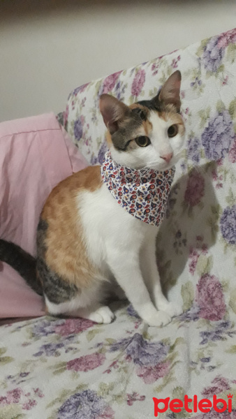 Sarman, Kedi  SAFİNAZ fotoğrafı