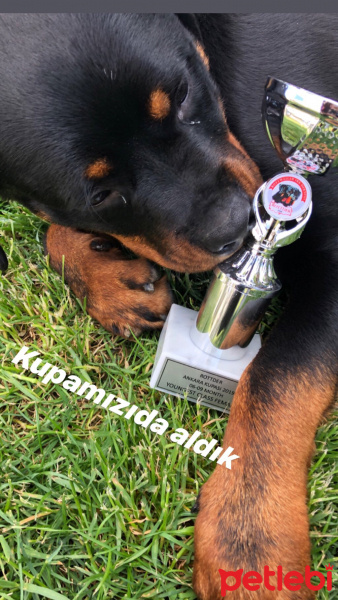 Rottweiler, Köpek  Moe fotoğrafı