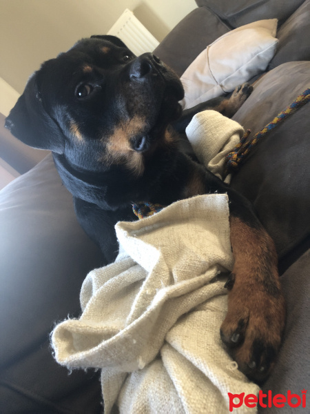 Rottweiler, Köpek  Moe fotoğrafı