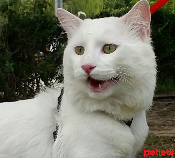 Ankara Kedisi, Kedi  Pamuk Prens fotoğrafı