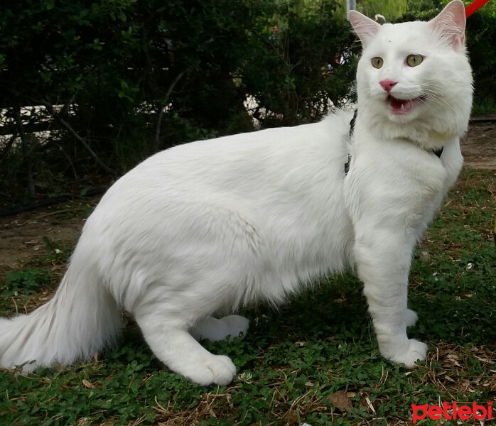 Ankara Kedisi, Kedi  Pamuk Prens fotoğrafı