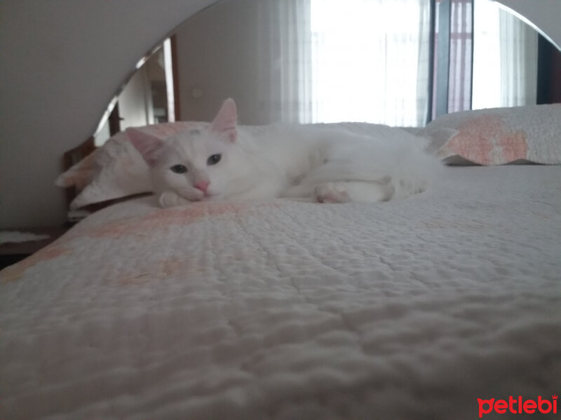 Ankara Kedisi, Kedi  Pamuk Prens fotoğrafı