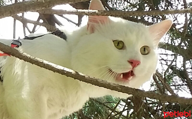 Ankara Kedisi, Kedi  Pamuk Prens fotoğrafı