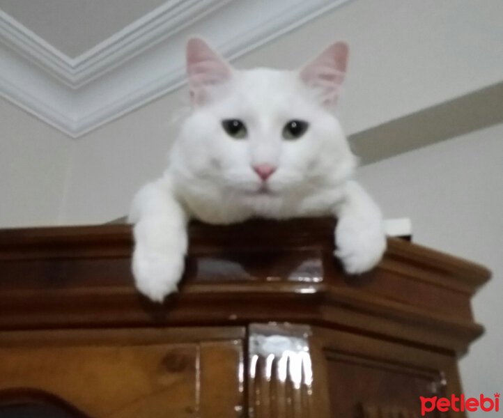 Ankara Kedisi, Kedi  Pamuk Prens fotoğrafı