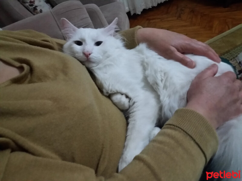 Ankara Kedisi, Kedi  Pamuk Prens fotoğrafı