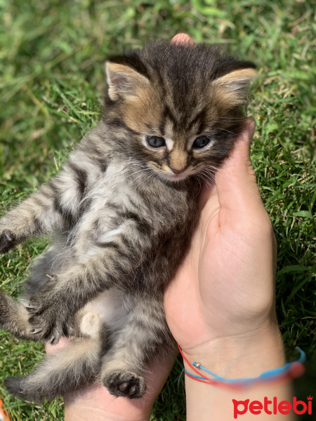 Tekir Kedi, Kedi  Adı yok fotoğrafı