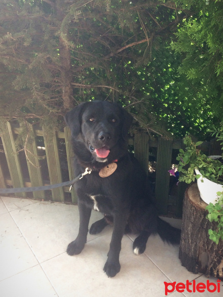 Labrador Retriever, Köpek  Marvin fotoğrafı