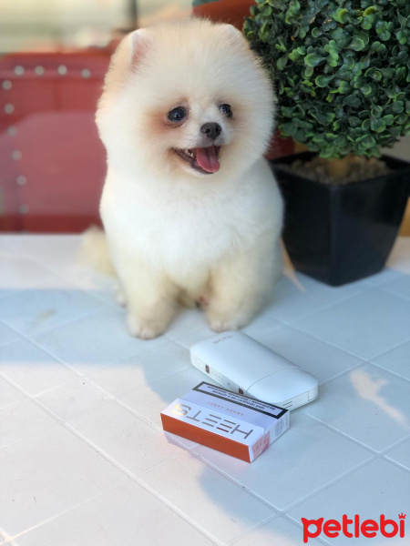 Pomeranyalı, Köpek  Şans&Bella 0535 523 53 15 fotoğrafı