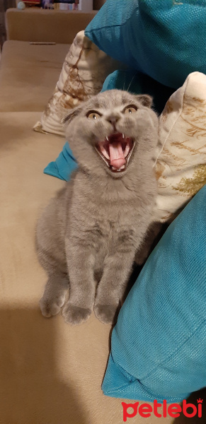 Scottish Fold, Kedi  Küba fotoğrafı