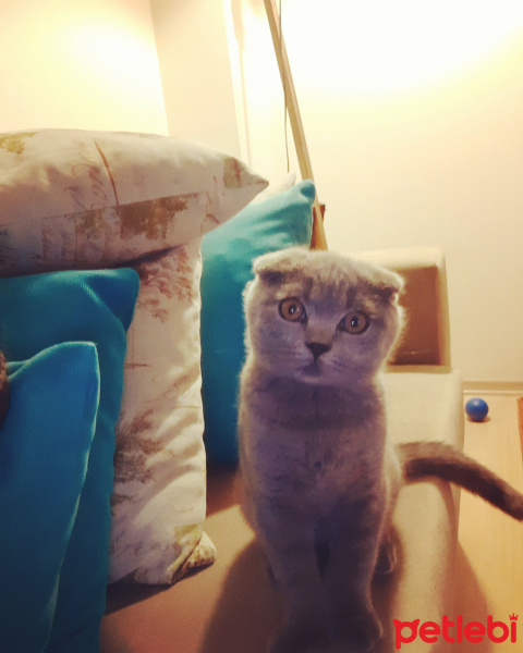 Scottish Fold, Kedi  Küba fotoğrafı