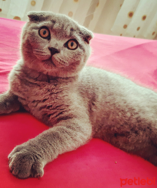 Scottish Fold, Kedi  Küba fotoğrafı