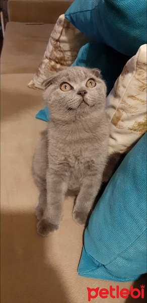 Scottish Fold, Kedi  Küba fotoğrafı