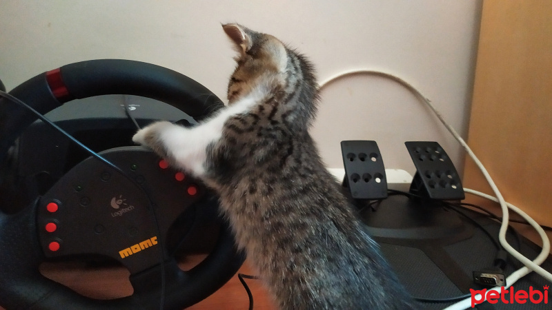 Tekir Kedi, Kedi  İsmi yok fotoğrafı