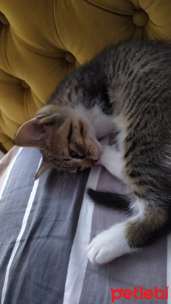 Tekir Kedi, Kedi  İsmi yok fotoğrafı