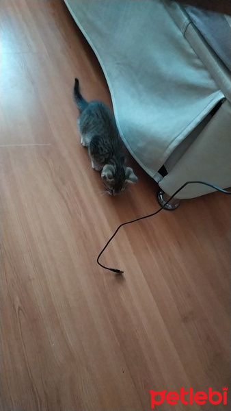 Tekir Kedi, Kedi  İsmi yok fotoğrafı