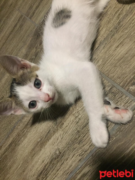 Tekir Kedi, Kedi  Minnoş fotoğrafı
