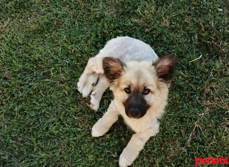 Canaan Köpeği, Köpek  Paşa fotoğrafı