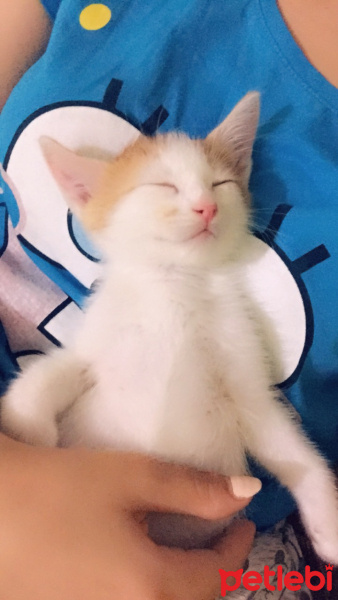 Sarman, Kedi  Pamuk fotoğrafı