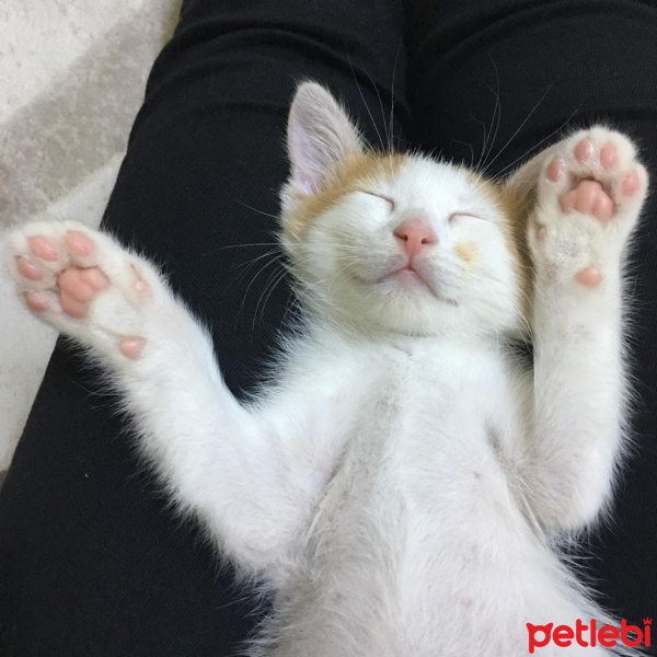 Sarman, Kedi  Pamuk fotoğrafı