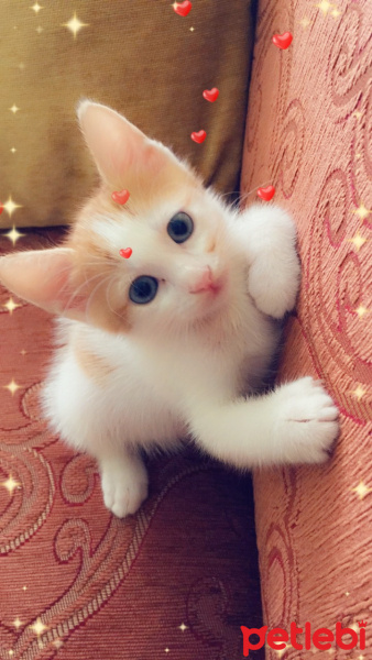 Sarman, Kedi  Pamuk fotoğrafı