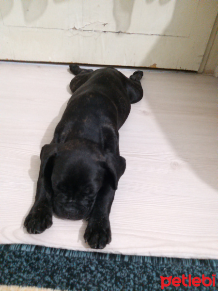 Fransız Bulldog, Köpek  Jardel fotoğrafı