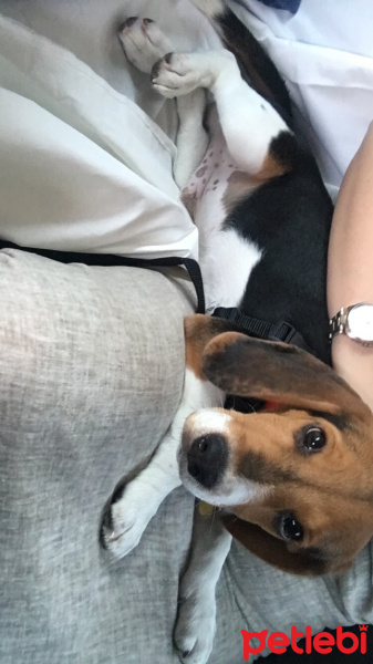 Beagle, Köpek  Life fotoğrafı