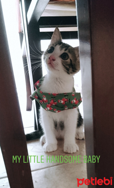 Tekir Kedi, Kedi  Browni fotoğrafı