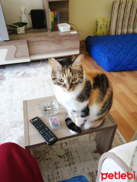 Tekir Kedi, Kedi  Kofi fotoğrafı